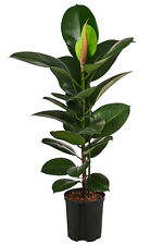 Gummibaum Robusta Zimmerpflanze in Hydrokultur ca. 90 cm Ø Topf 18 cm, Dehner