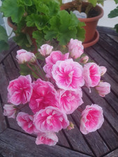 Pelargonie Geranie SiM Diadema