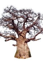 Afrikanische affenbrotbaum - afrikanische,