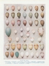 Vogeleier Blaumeise Star Pirol Schwalbe Kleiber... FARBDRUCK von 1930 Bird Eggs