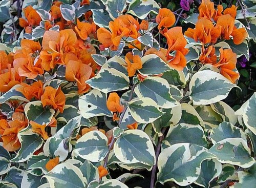 Bougainvillea-Welt