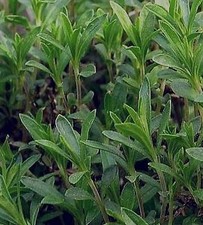 500 Samen Bergbohnenkraut Bohnenkraut  winterhart mehrjährige Satureja montana