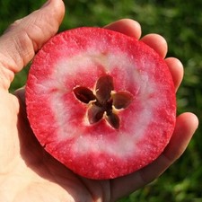 Rotfleischiger APFELBAUM 140