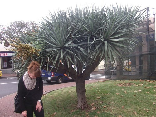Yucca torreyi palme - yucca, torreyi-palme