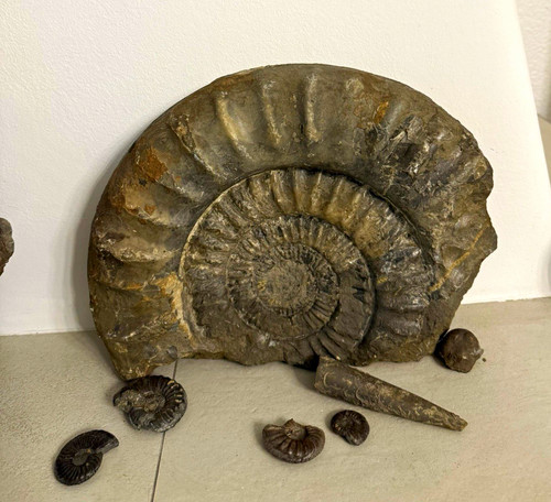 Großer ammonit fossil - großer,