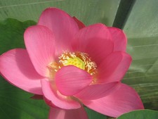 Lotosblume Nelumbo rosa