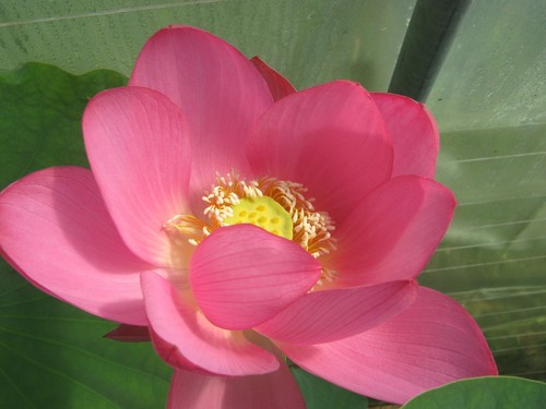 Lotosblume nelumbo rosa - lotosblume,