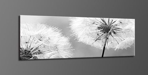 Bilder leinwand pusteblume - leinwand,