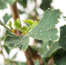Ginkgo biloba 'Menhir'® / Säulenginkgo, Ginkgobaum, Fächerblattbaum