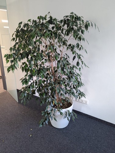 Benjaminbaum echte
