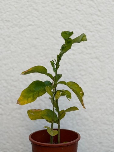 Zitrus pflanze - zitrus,