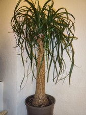 Elefantenfuß Palmen Pflanzen, Schnellwüchsig, Pflegeleicht, für Drinnen ca 90cm 