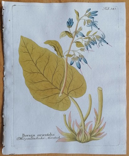 Vietz icones plantarum - vietz,