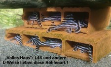 L-Welshöhle 5-fach, Zucht