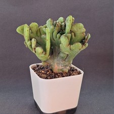 Euphorbia Leucodendron