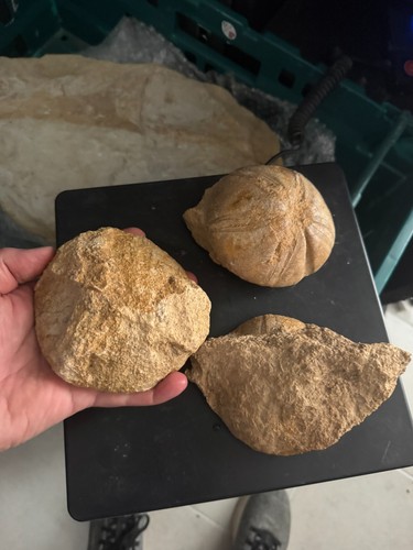 Jura fossil seeigel - jura,