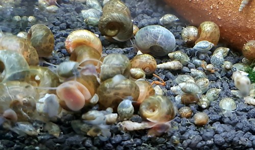Aquarium schnecken mix - 50, 🐌