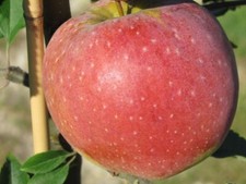 Florina apfelbaum winterapfel - florina,