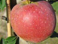 Florina Apfelbaum Winterapfel