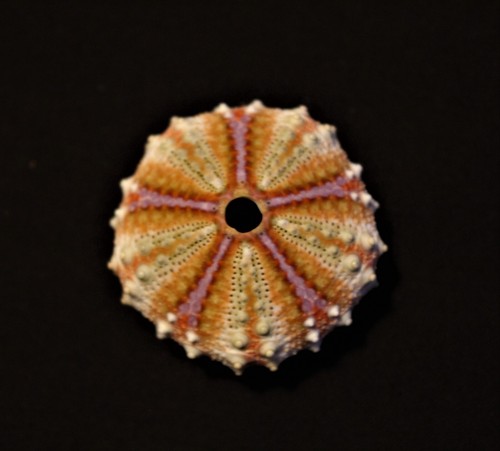 Seltener tropischer seeigel - tropischer,