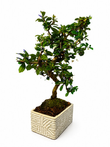 Bonsai carmona microphylla - bonsai,