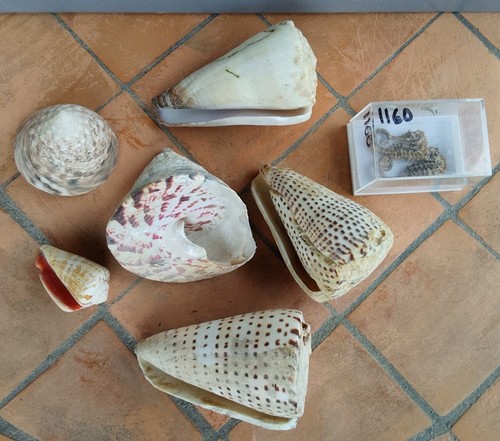 Conus kegelschnecken konvolut - ,