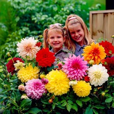 Dahlien Knollen Blumenzwiebeln