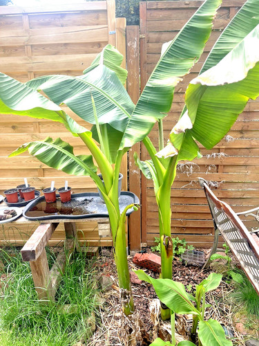 Winterharte bananenpflanze - winterharte,