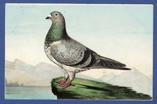 Litho Haustaube 1901, Tauben