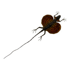 ECHTE ROTE Draco fliegende