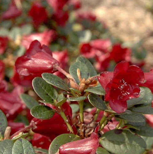 Rhododendron carmen 25cm - 20-25cm,