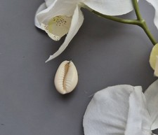 1 Damen Muschel Anhänger