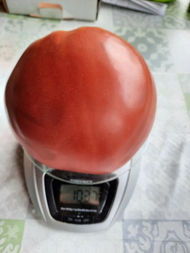 Tomaten samen ochsenherzen - samen,
