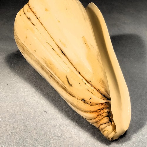 Fossile conus virgo - fossile,