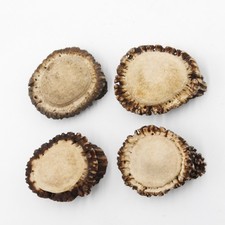 Rosen 4x Abwurf-Rose Hirsch