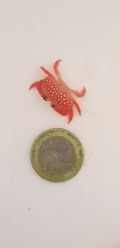 Erdbeerkrabben meerwasser nano - erdbeerkrabben,