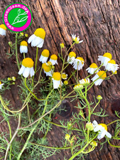 ECHTE KAMILLE   🐝