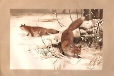 FUCHS Füchse im Winter Canidae Fox  Lithographie  1891  Wilhelm Kuhnert