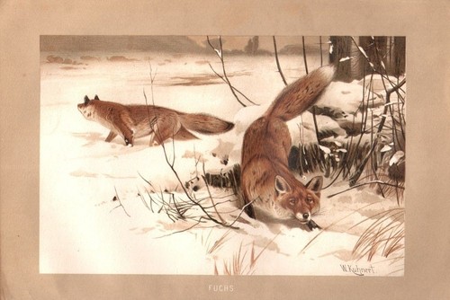 Fuchs füchse winter - im,
