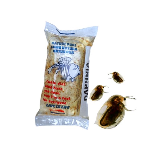 Wasserflöhe daphnia - 6x,