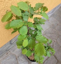 Sehr große Corylus avellana Gemeine Hasel BIOGARTEN 95 cm Waldhasel