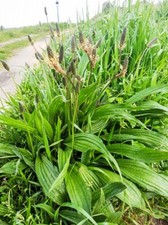 3000 Samen Spitzwegerich Plantago lanceolata Heilkraut Teepflanze Wildkräuter