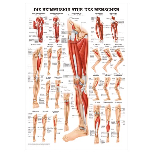 Die beinmuskulatur mini poster - die,