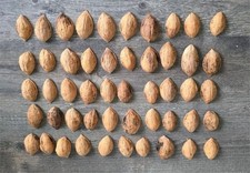 50 Walnuss schalen Hälften Zum Basteln