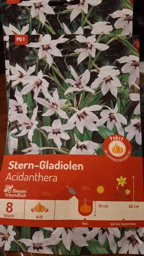 Stern-Gladiolen,Acidanthera,8