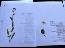 Herbarium mit 16 Pflanzen