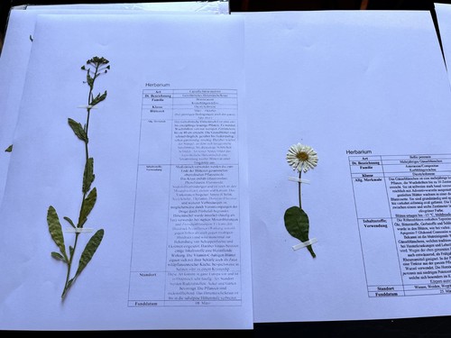 Herbarium mit pflanzen - mit,