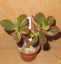 Crassula argentea Shinro Ryoko variegata EB-CR644-T5 Geldbaum Ovata