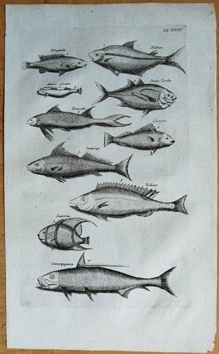 Fische merian johnston - (t35), merian/johnston