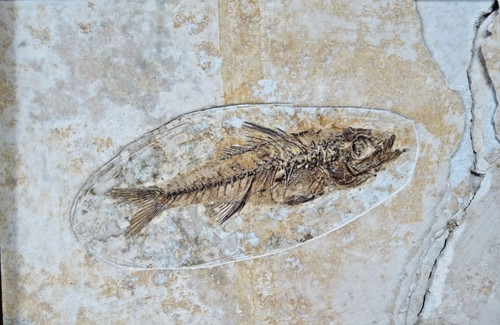 Fossil fisch solnhofen - 8,